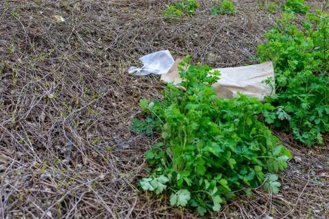 The problem of pollution of nature with human waste Stock Photos