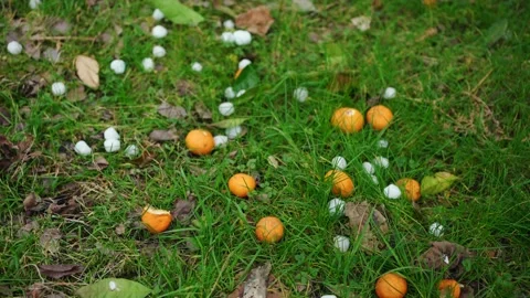Problem rainfall hail storm damage crop citrus fruits on grass Video stock 235218973