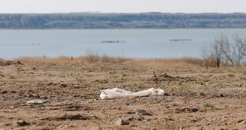 Problem of recycling plastic. Discarded plastic bags and bottles, garbage Stock Footage 106067459