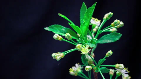 The problem of soil, air and environment pollution. Lack of plant fertility Stock Footage 154563089