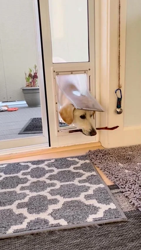 Problem Solver Pup, Ashland, Oregon, USA - 23 Aug 2022 Stock Footage 205480097