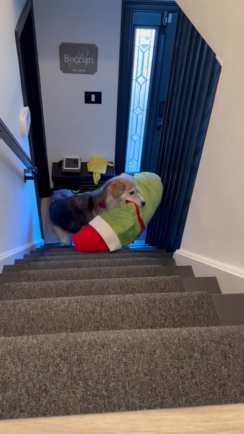 Problem Solving Puppy Gets Pickle Plush Upstairs, Old Bridge, New Jersey, USA -  库存影片 260413809