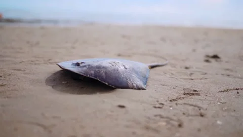 Problem of water and sea beach pollution because of human industrial activity Stock Footage 162664368