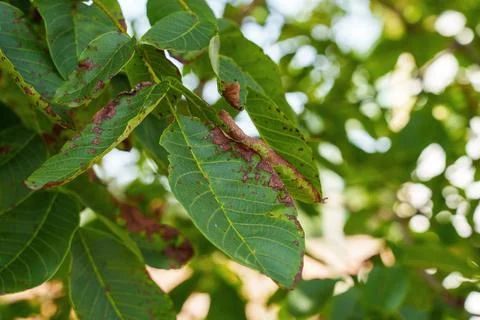 Problematic diseased leaves of a walnut tree close up outdoors Foto stock