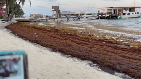 Problematic Sargassum Seaweed washing up on the beach of San Pedro, Belize Video stock 245824601
