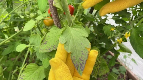 Problems of agriculture Stock Footage 249663133