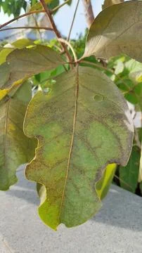 Problems with leaves destroyed by pests. Foto stock
