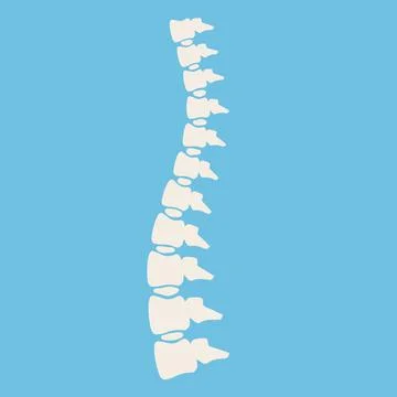 Problems with spine. Posture issues. Vertebral column. X-ray of internal orga Stock Illustration