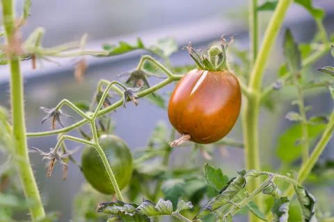 Problems of vegetable garden and tomatoes in the garden, cracked tomatoes on a Stock Photos