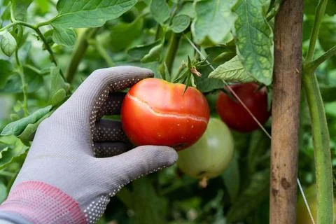 Problems of vegetable garden and tomatoes in the garden, cracked tomatoes on a Foto stock