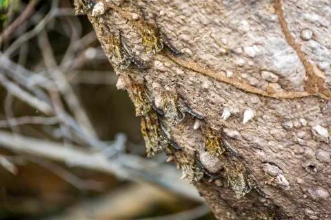 Proboscis bats in a tree Stock Photos