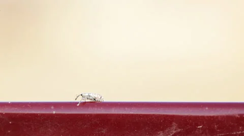 Proboscis bug close up;  Stock Footage 35951486