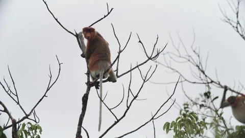 Proboscis Monkey on Branch Looking Towards Camera, Borneo Stock Footage 144566488