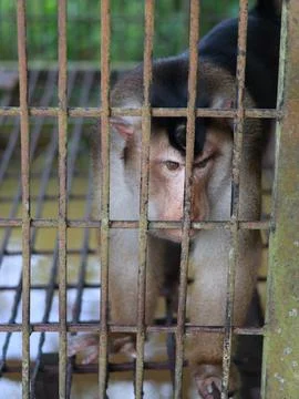 Proboscis monkey in cage at the zoo Stock Photos
