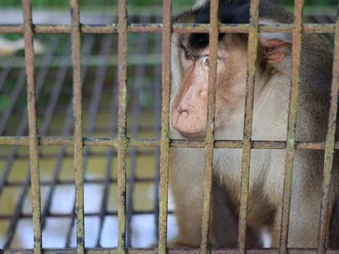 Proboscis monkey in cage at the zoo Stock Photos