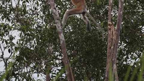 Proboscis Monkey Climbing Tree in Tanjung Puting National Park, Borneo Stock Footage 144588768
