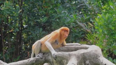 Proboscis Monkey drinks water Stock Footage 124761542