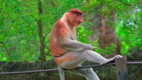 Proboscis monkey  eat 스톡 동영상 246809394