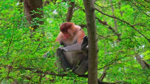 Proboscis monkey eat Stock-Footage 246920254
