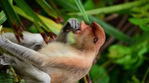 Proboscis Monkey Eating Video stock 322091303