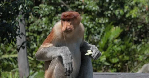The proboscis monkey eating fruits Stock Footage 100314448