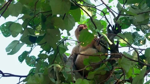 Proboscis Monkey Eating on Tree Branch Stock Footage 344555398
