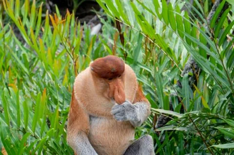 Proboscis Monkey eats food in Borneo, Sandakan, Malaysia. Stock Photos