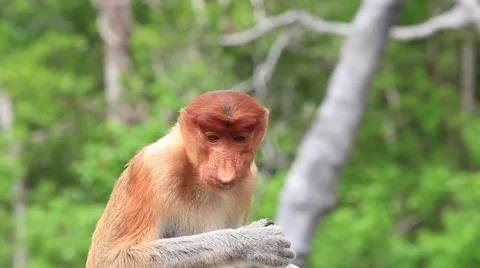 Proboscis Monkey eats fruit, close up view Stock Footage 64561679