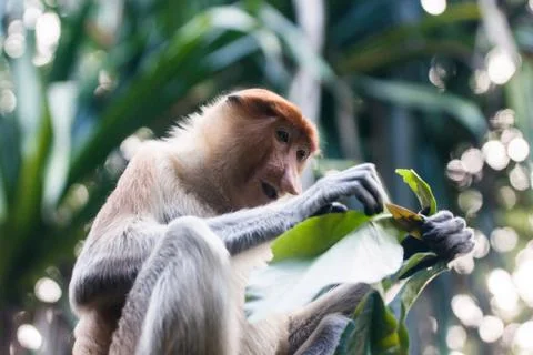Proboscis monkey eats tree leaves in jungle Stock-Fotos