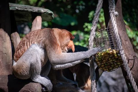 Proboscis monkey, an endemic monkey from Borneo Stock Photos