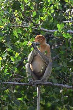 Proboscis monkey feeds on leaves high in a tree in its natural habitat in Brunei Stock Photos
