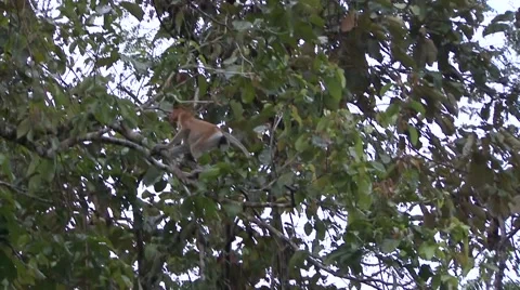 Proboscis Monkey female climb tree in rainforest in the afternoon Stock Footage 56683550