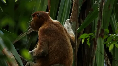 Proboscis monkey - female Video stock 70127977