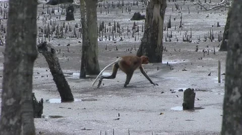 Proboscis Monkey female walk at low tide on muddy mangrove forest ground Stock Footage 56683870