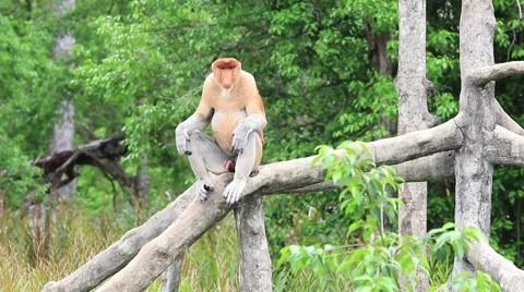 Proboscis Monkey Stock Footage 64581728
