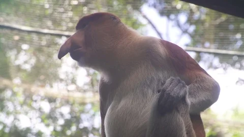 The proboscis monkey Video stock 74295078