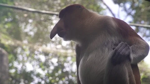 The proboscis monkey Stock Footage 84648791
