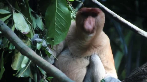 Proboscis Monkey Stock Footage 85231496