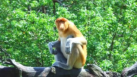 Proboscis monkey Stock Footage 86406996