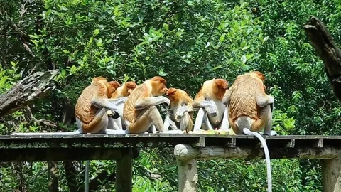 Proboscis monkey Stock Footage 91137489