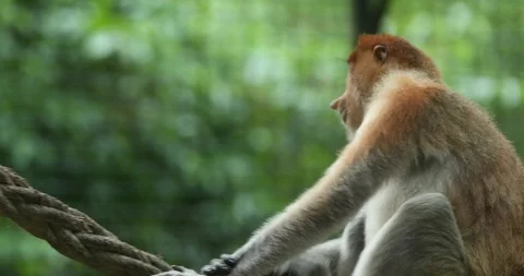 PROBOSCIS MONKEY Vídeos de archivo 100997033