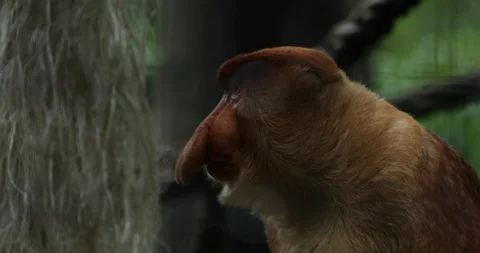 Proboscis Monkey Stock Footage 100997156