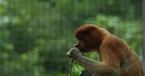 Proboscis Monkey Stock Footage 100997182