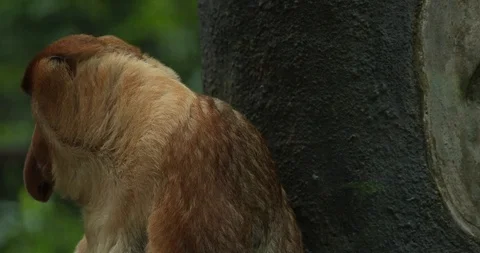 Proboscis Monkey Video stock 100997239