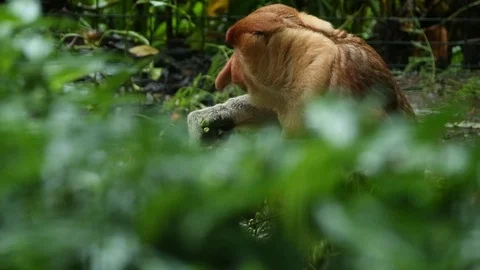 Proboscis Monkey Stock Footage 100997532