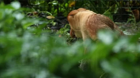 Proboscis Monkey Video stock 100997541