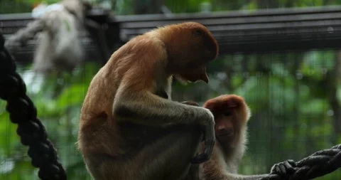Proboscis Monkey Video stock 100997602