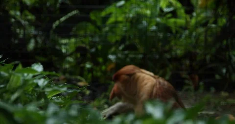Proboscis Monkey Video stock 100997623