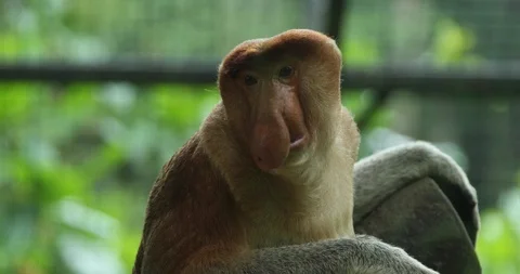 Proboscis Monkey Stock-Footage 100997650
