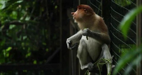 Proboscis Monkey 動画素材 100997704